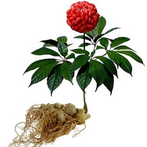 Ginseng în cadrul