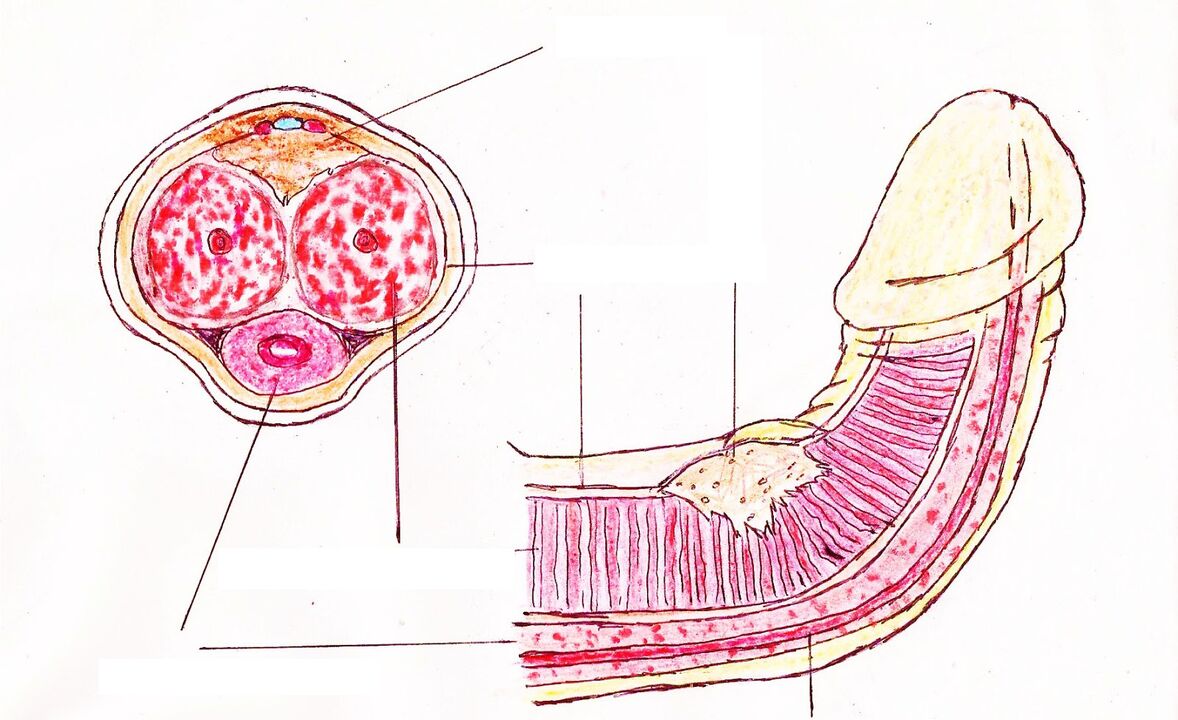 structura penisului